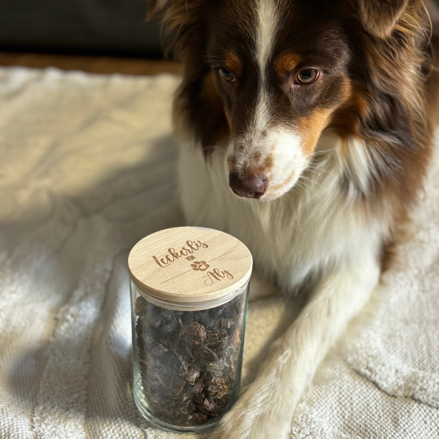 Hund Australien Shepard mit Vorratsglas wo Hundeleckerlis drin sind